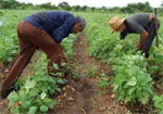 Crece incorporación de avileños al trabajo agrícola