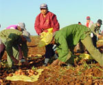 Aumenta preparación de técnicos agropecuarios avileños