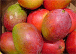 Procesan mangos orientales en industria avileña